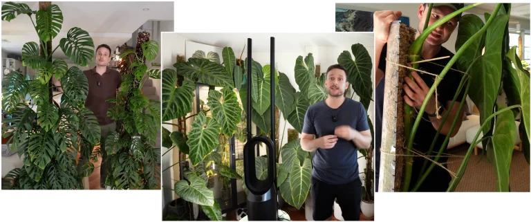 Pictures of Sydney Plant Guy and his aroid houseplants on moss poles