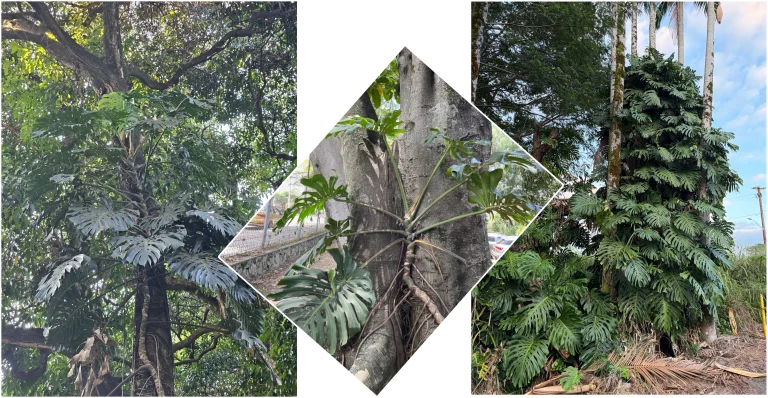 Photos of Monstera deliciosa growing on trees in the wild